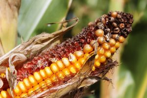 Corn smut may indicate mycotoxins loom