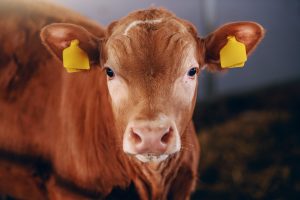 Close up of cute curious calf with tags on ears looking at camera. Byre interior.