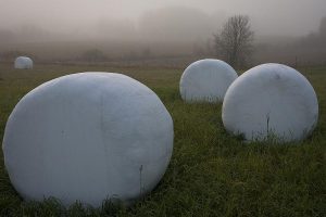 Silage balls in a foggy landscape