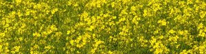 Canola field