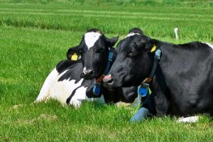 Two cows ruminating on the grass