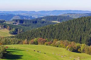 Cómo-influye-en-la-salud-de-las-vacas-lecheras-la-intensificación