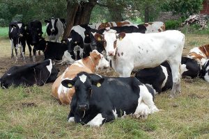 Cows herd resting under threes