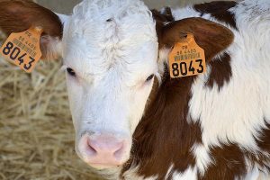 Cute simmental calf portrait