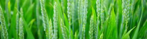 Dellait Knowledge Center - Feeds - Forages - Cereals