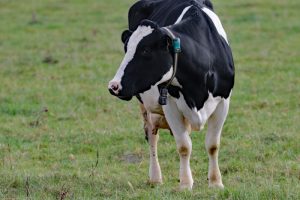Automated detection of lameness in dairy cattle
