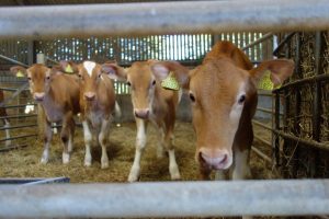 Importance of concentrate intake in pre-weaned heifers