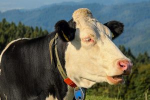 Simmental cow portrait