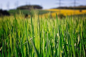 Green cereal field