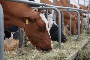 Several cows eating hay in a dairy farm