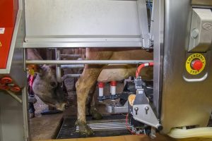 Feeding strategies in robotic dairies