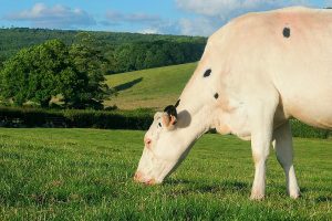 Holstein cow feeding grass