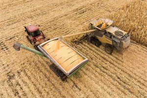 Harvesting corn