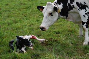 Fresh cow and her newborn calf