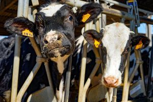 Two Holstein heifers portrait