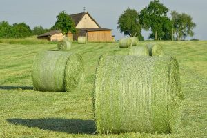 Is forage necessary on the diet of pre-weaned heifers?