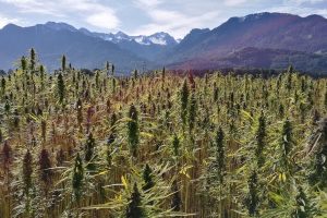 Hemp field