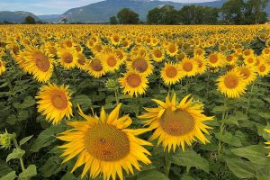 Campo de girasoles