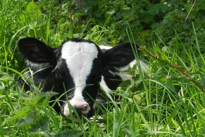 Cute Holstein calf hidden in the grass