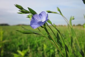 Linum usitatissimum