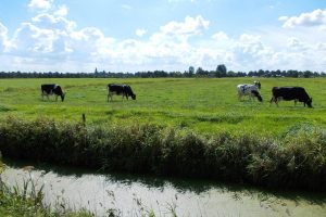 Dairy cows