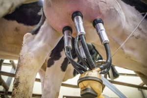 Seis ordeños en vacas recién paridas, ¿es rentable?