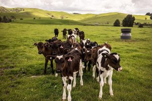 A little herd of cute Holstein calves on the grass