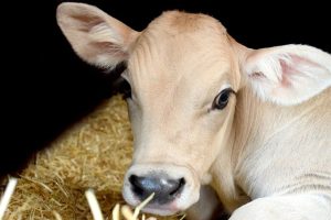 Automatic milk feeding systems for dairy calves