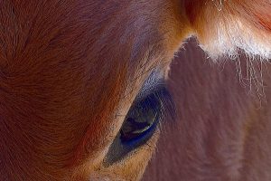 Brown cow's eye