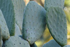 Feeding cactus to dairy cows