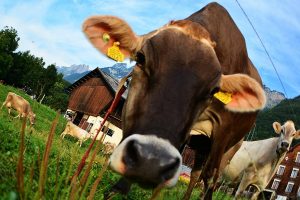 Swiss Brown cow, portrait