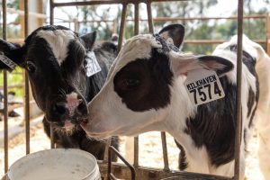 weaning