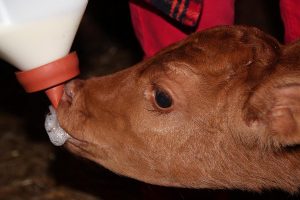 How much milk should we give our dairy calves?