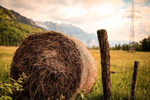 Influencia del cambio climático en el valor nutritivo del heno