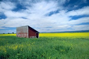 A canola yellow field. Landscape