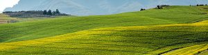 Canola fields