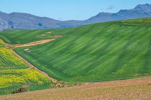 Canola fields, landscape