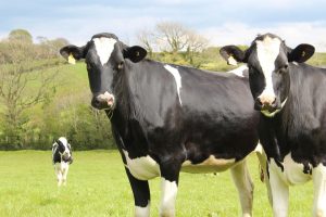 Are three-breed crossbred cows more profitable?