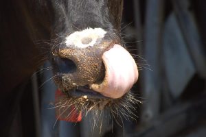 Supplementation with protected choline to dairy cows