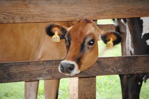 Testing non-antibiotic procedures to treat clinical endometritis in dairy cows