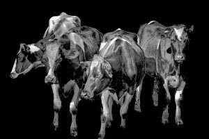 A painting of four Holstein cows