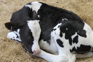 A cute Holstein calf resting on the straw