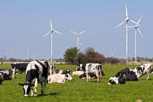 A herd of Holstein dairy cows grazing in a meadow and a few wind turbines behind