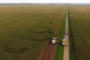 Harvesting corn fields