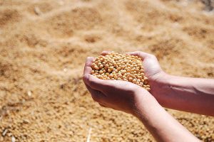 Handling soybeans