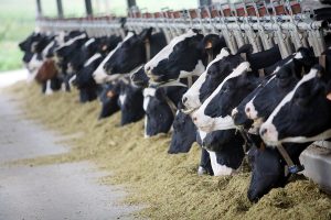 Checking insulin levels in fresh cows