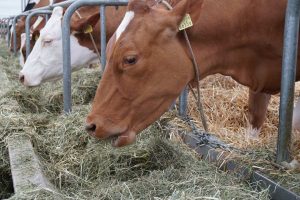 Effects of the selective feeding behavior in dairy cows