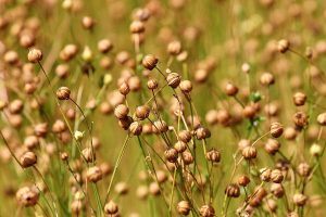 Effects of feeding extruded linseed on fertility of dairy cows