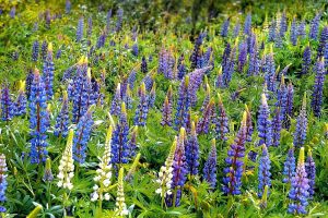 lupins