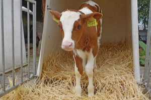 Brushing calves increases their activity and affinity for people